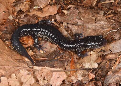 Image of Northern Slimy Salamander