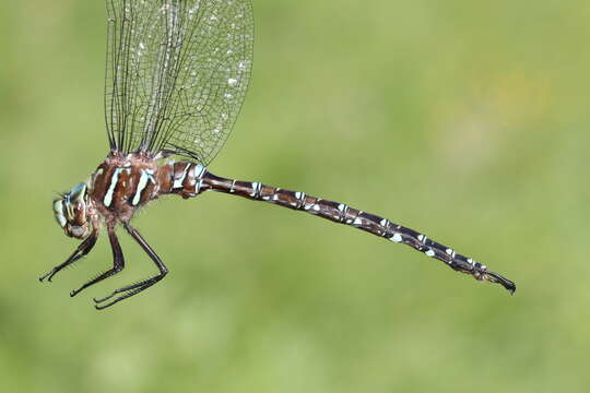 Image of Shadow Darner