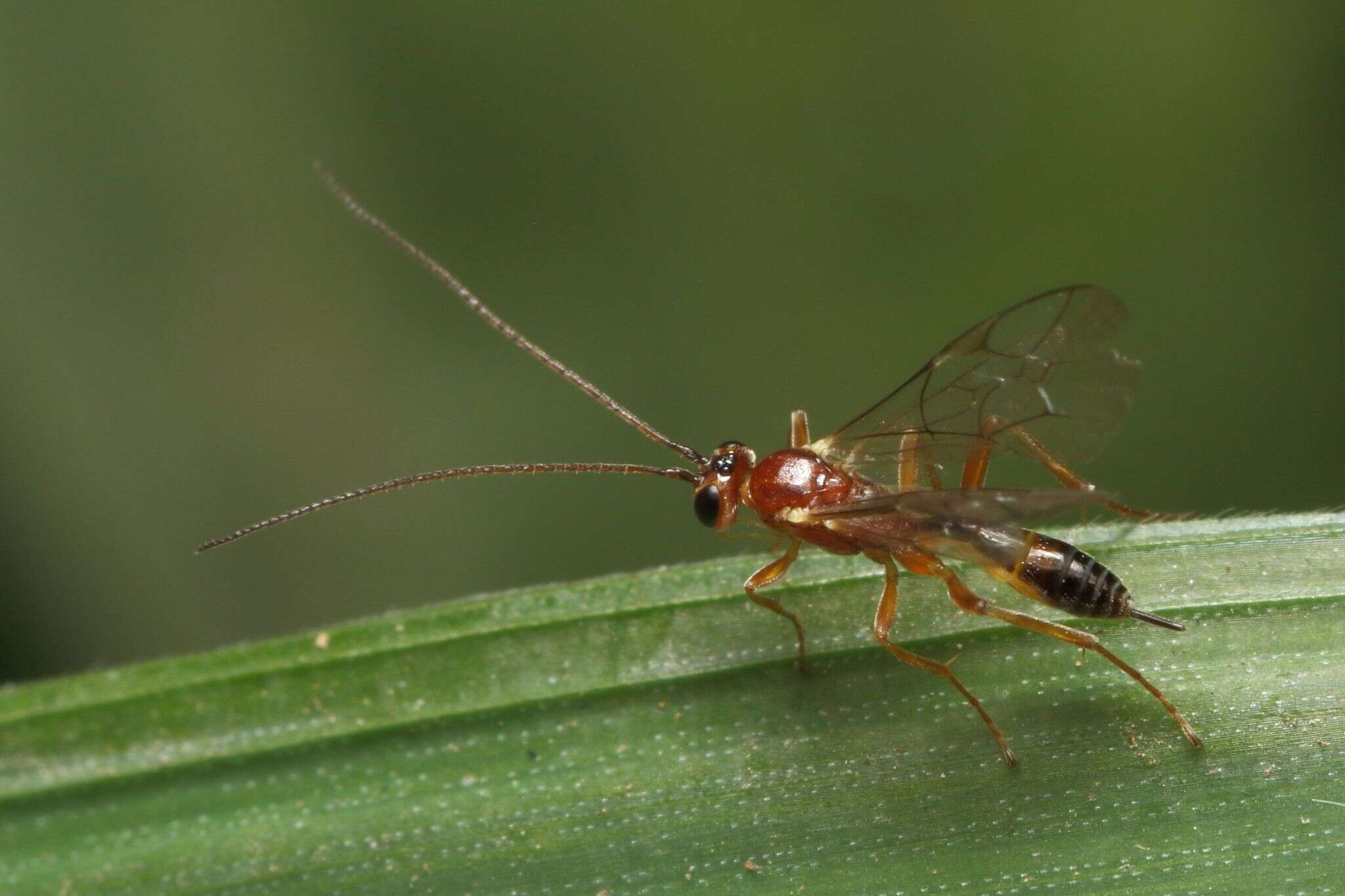 Image of Mesochorinae