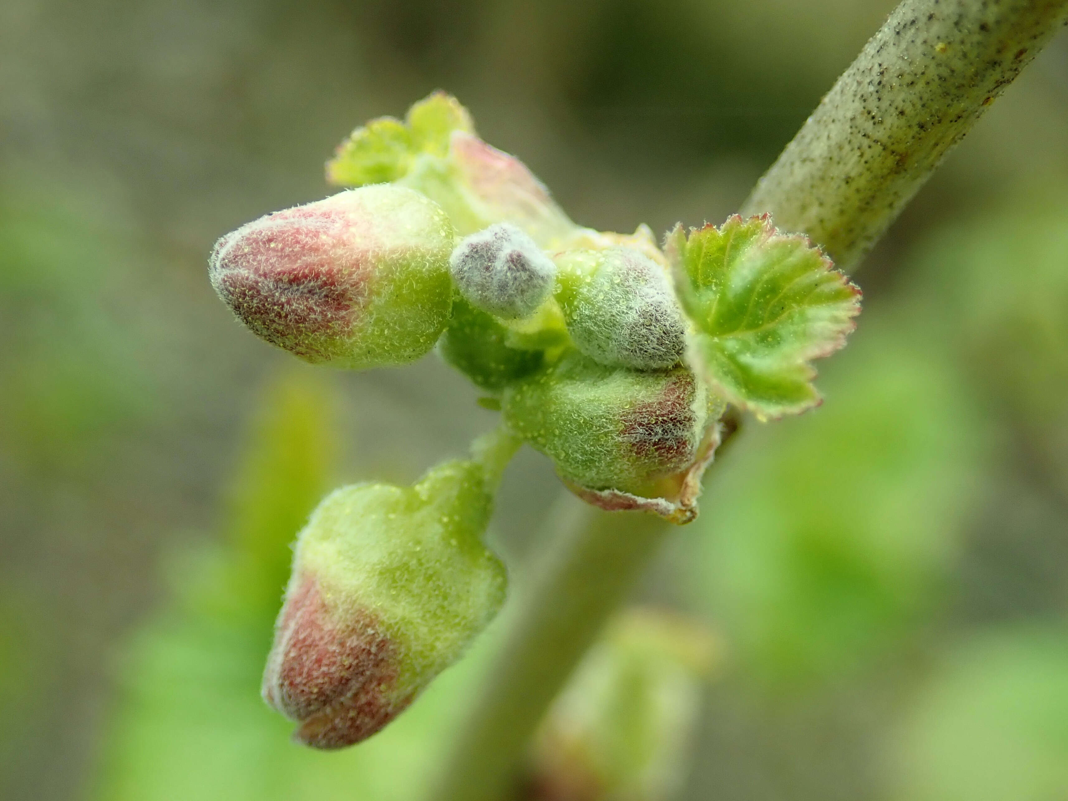 Image of Black Currant