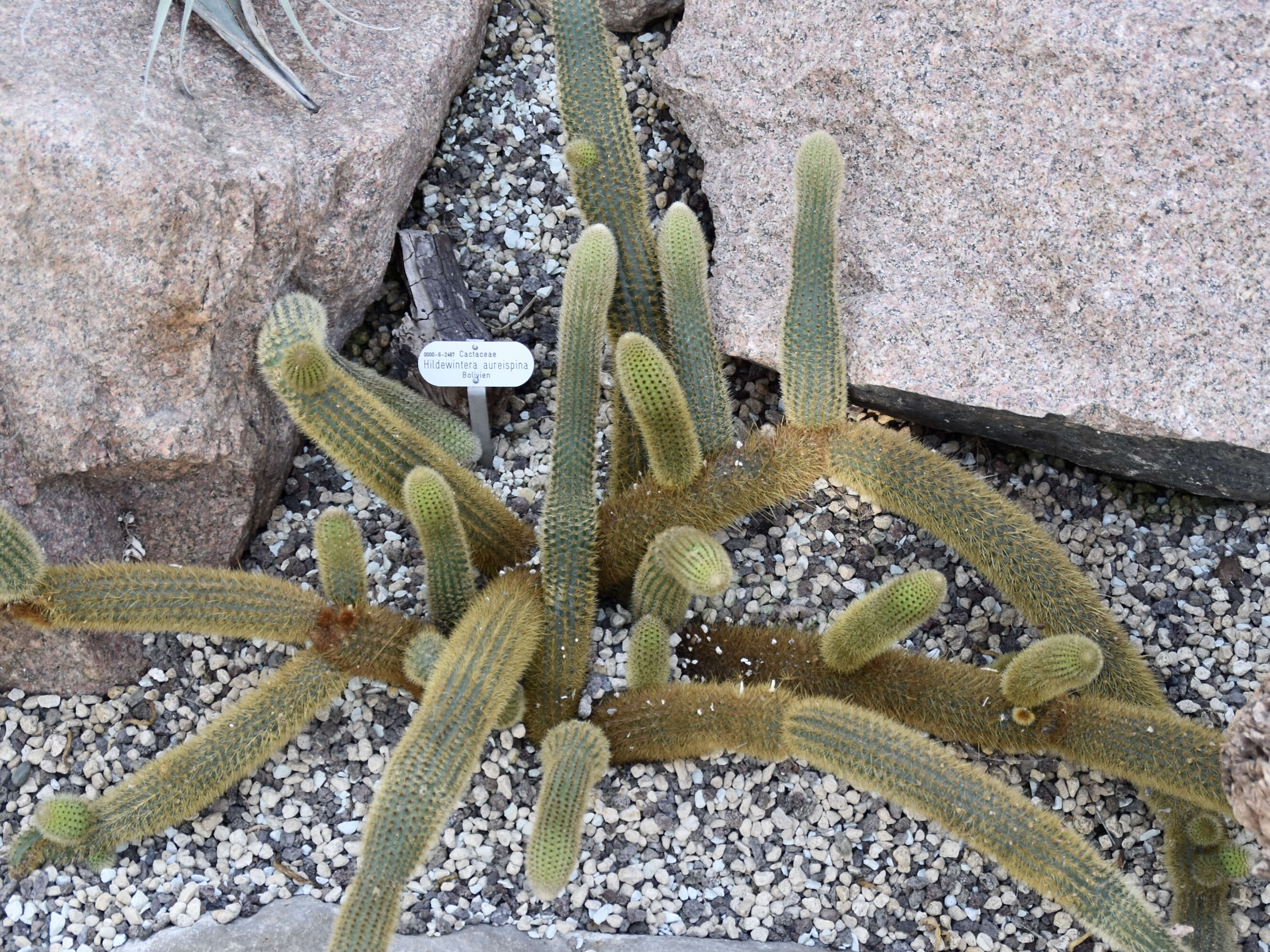 صورة Cleistocactus winteri D. R. Hunt