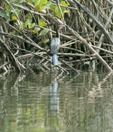 Image of Long-tailed Cormorant