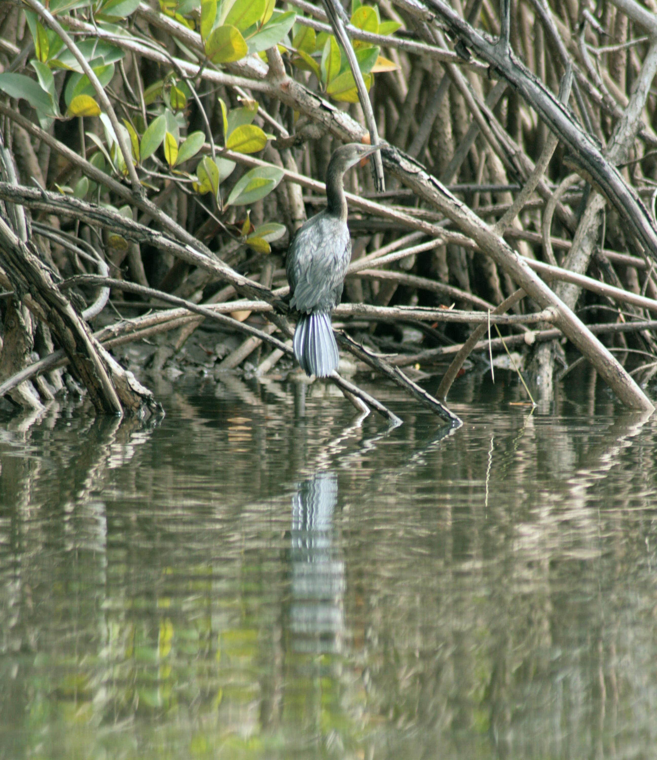 Image of Long-tailed Cormorant