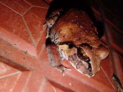 Image of Burrowing frog