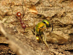 Image of Pure Green Augochlora