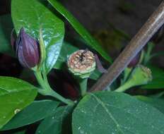 Image de Calycanthus floridus L.