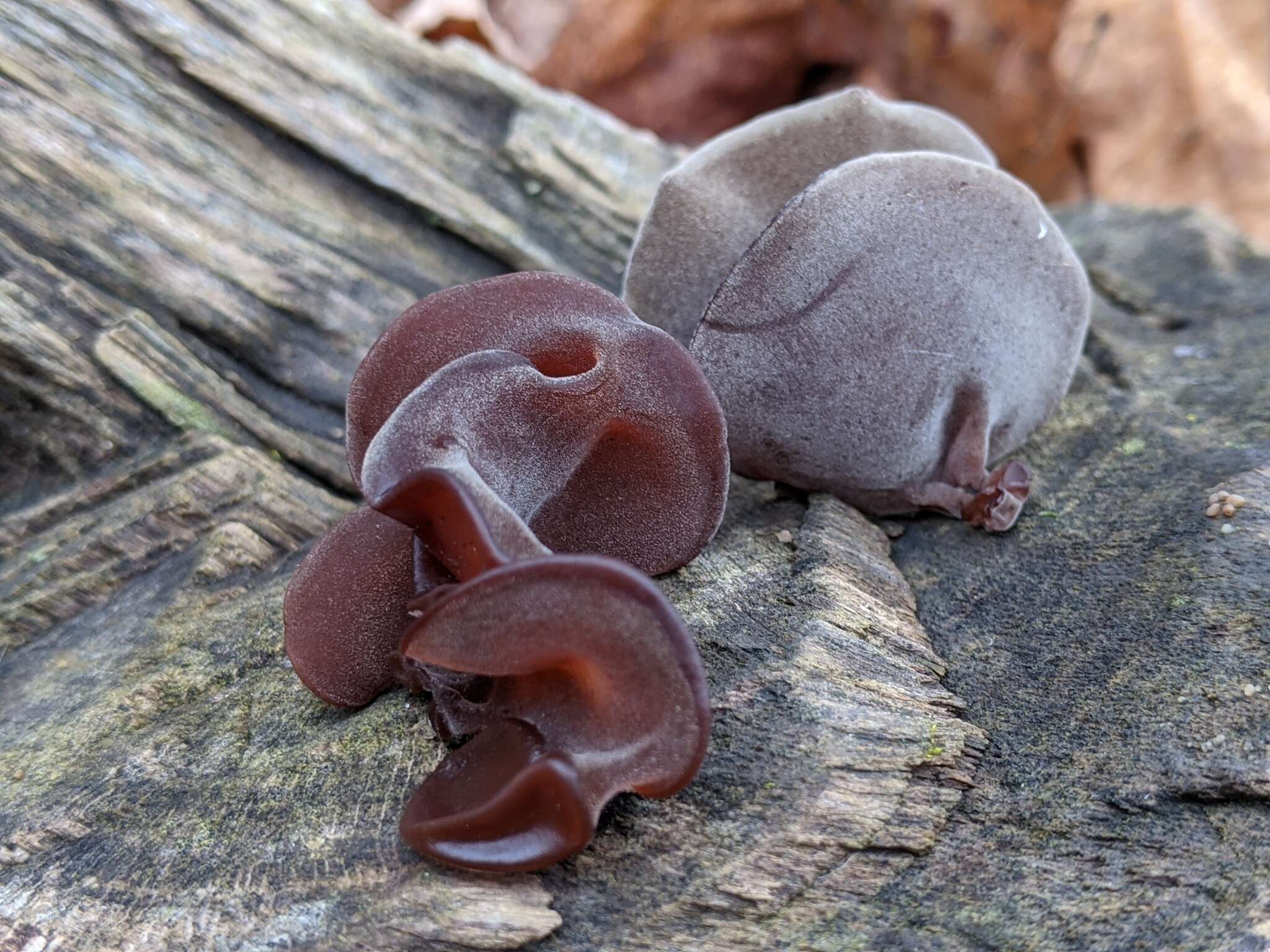 Image of ear fungus