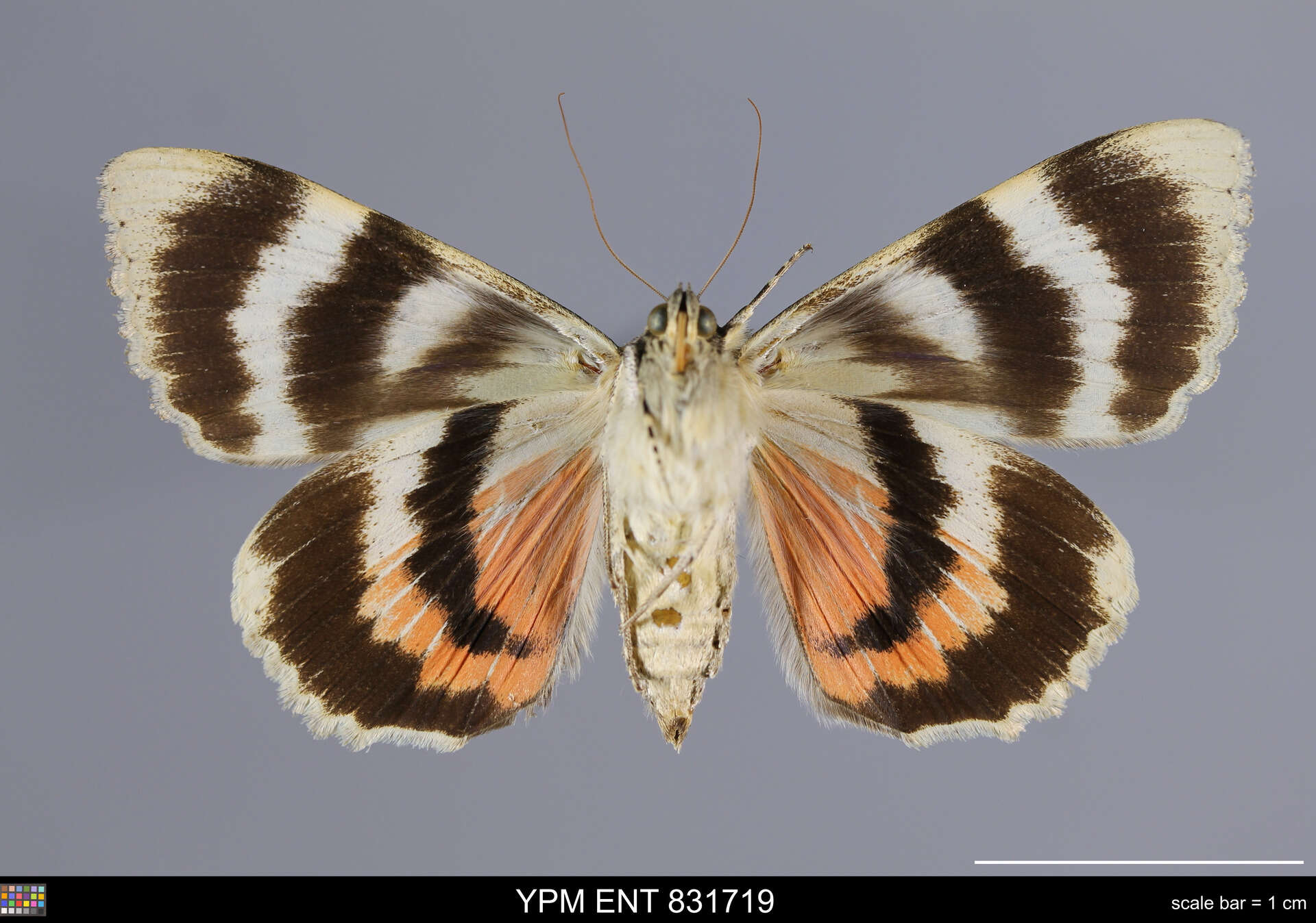 Image of french red underwing