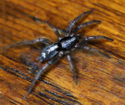 Image of Eastern Parson Spider