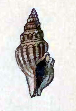 Image of Crassispira apicata (Reeve 1845)