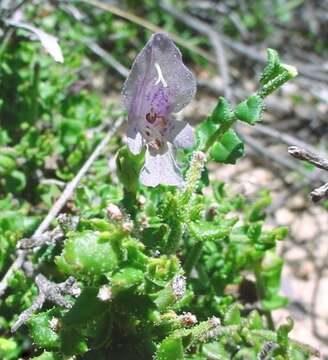 Image of Prostanthera chlorantha (F. Muell.) Benth.