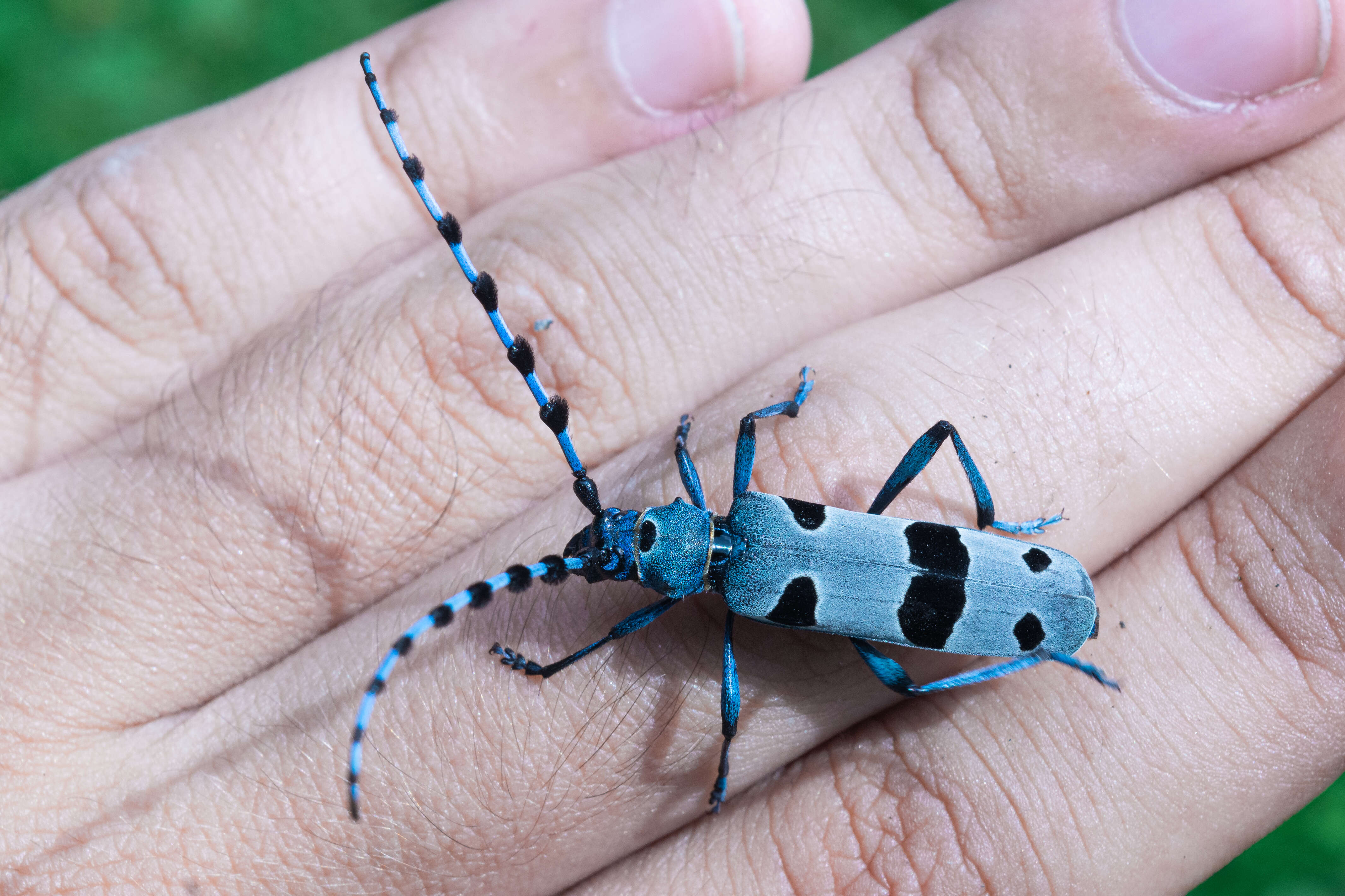 Image of Rosalia Longicorn