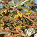 Eucalyptus pileata Blakely resmi