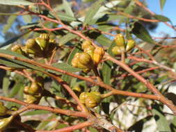 Eucalyptus pileata Blakely resmi