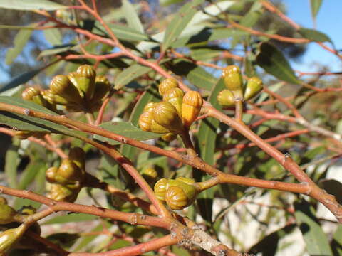 Image of chapped mallee