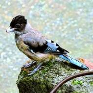 Image of Black-headed Jay