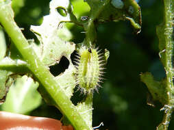 Image of Cassida (Odontionycha) viridis Linnaeus 1758