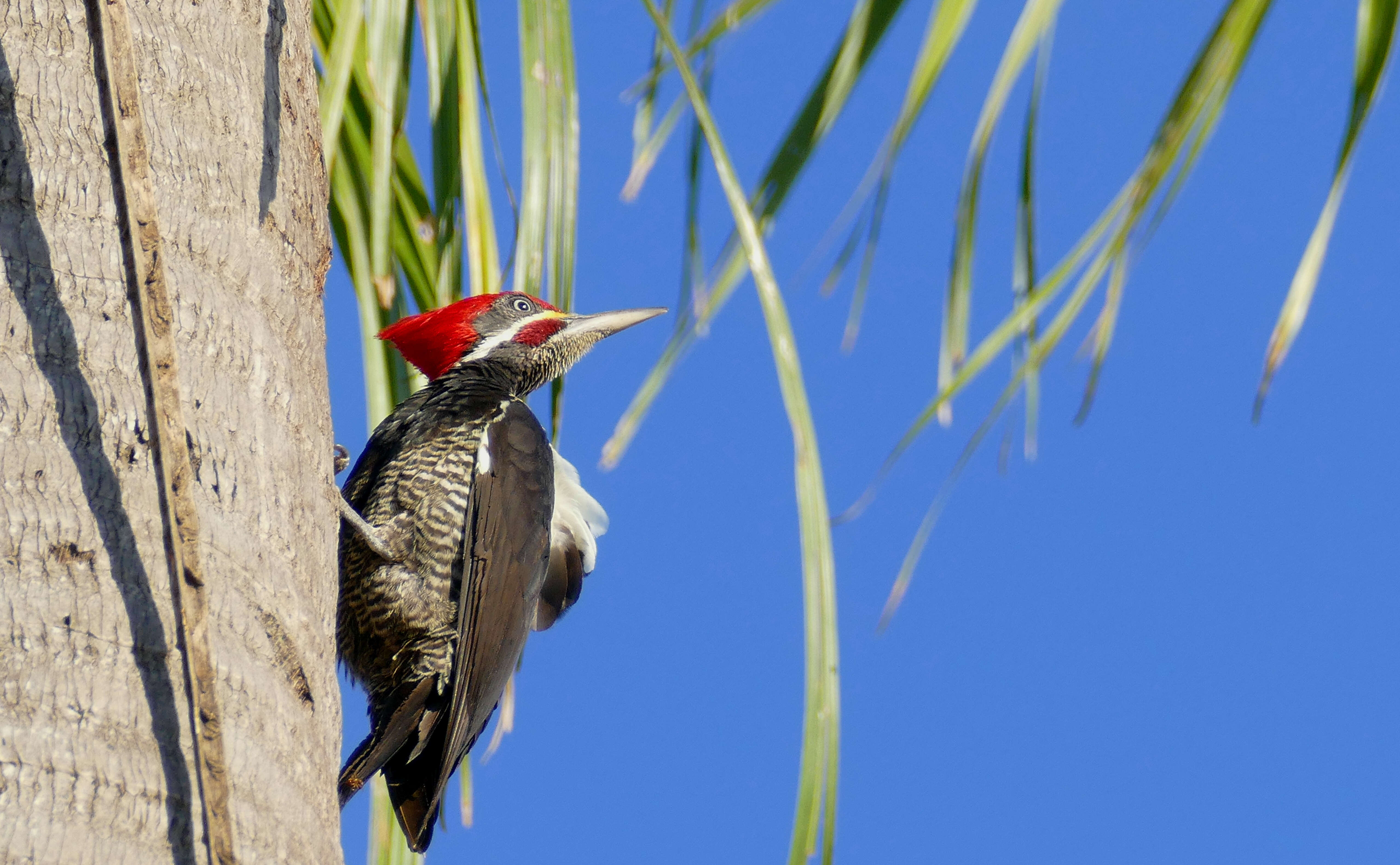 Image of Lineated Woodpecker