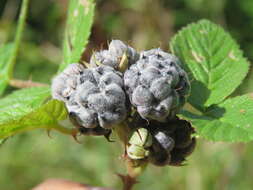 Image of Mysore raspberry