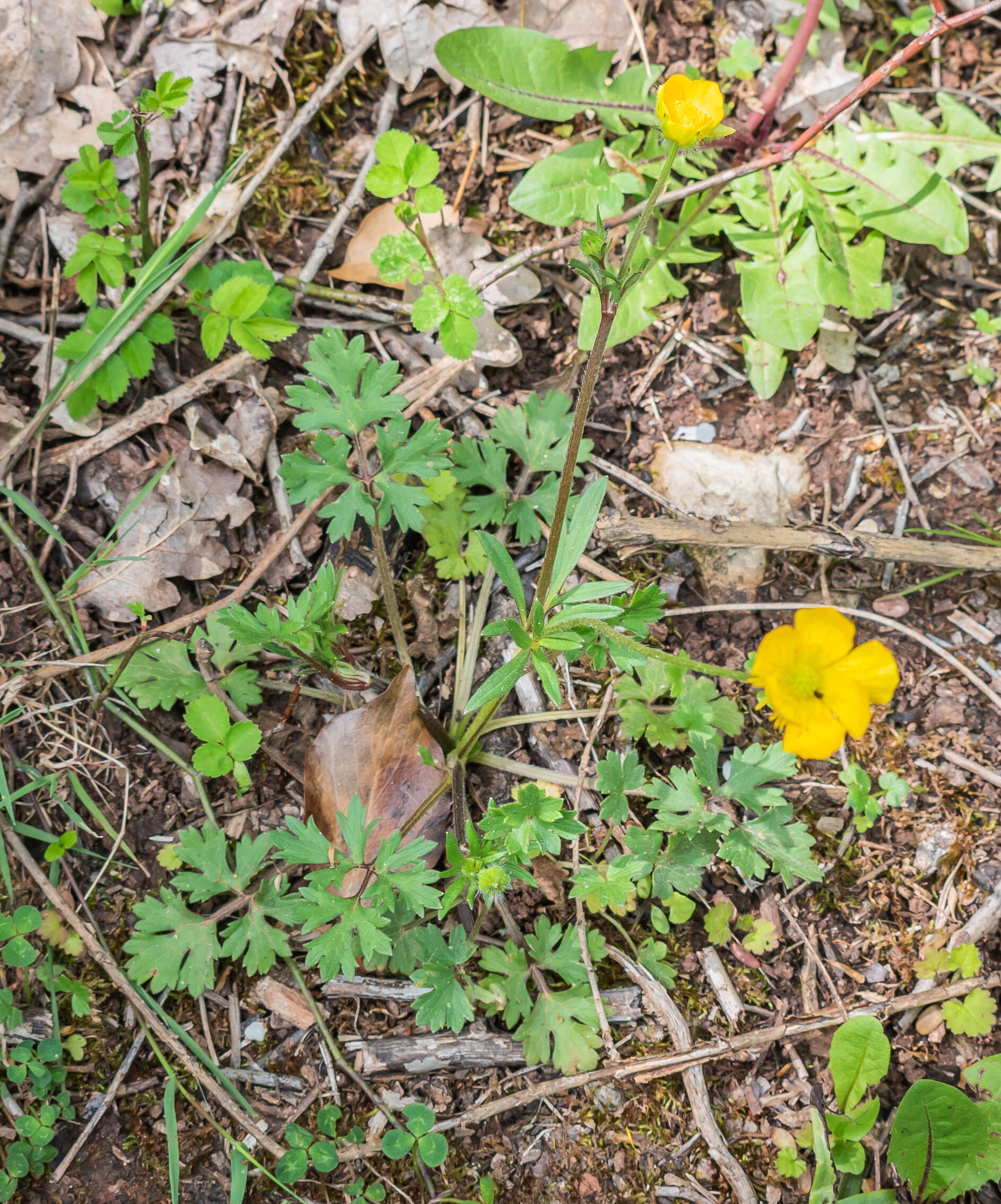 Ranunculus bulbosus L.的圖片