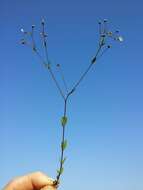 Image of purging flax, fairy flax