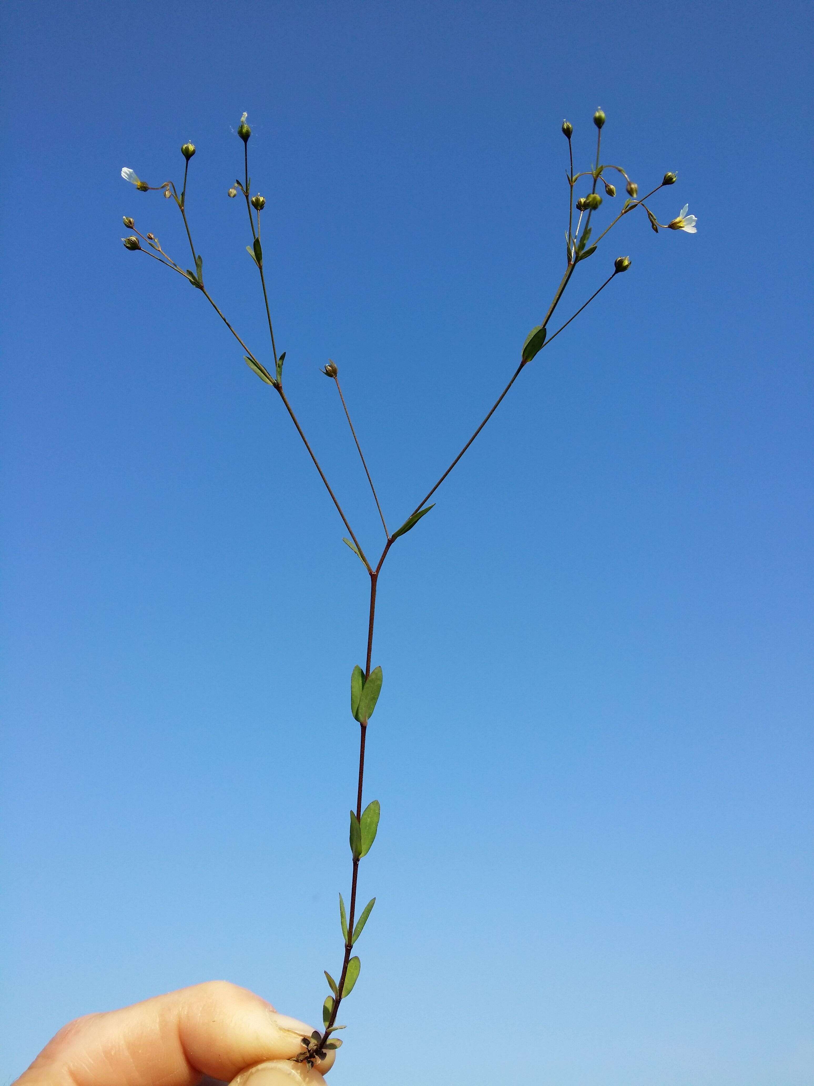 Image of purging flax, fairy flax