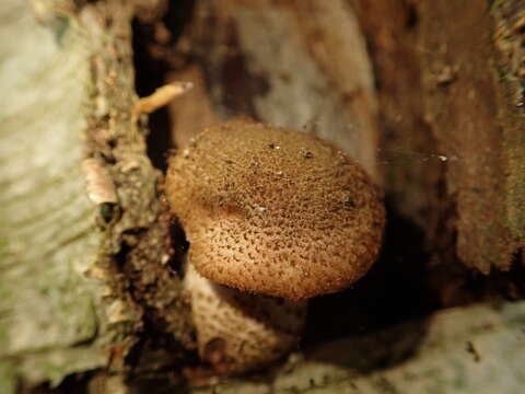 Image of Armillaria ostoyae (Romagn.) Herink 1973