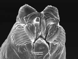 Image of Caribbean Fruit Fly