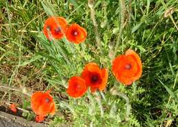 Image of corn poppy