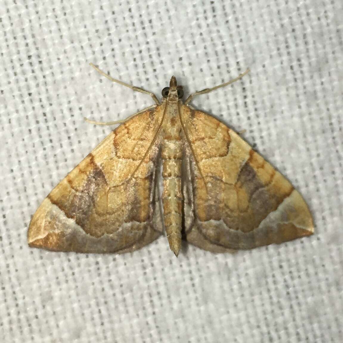 Image of Chevron Moth