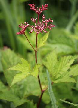 Image of Filipendula multijuga Maxim.