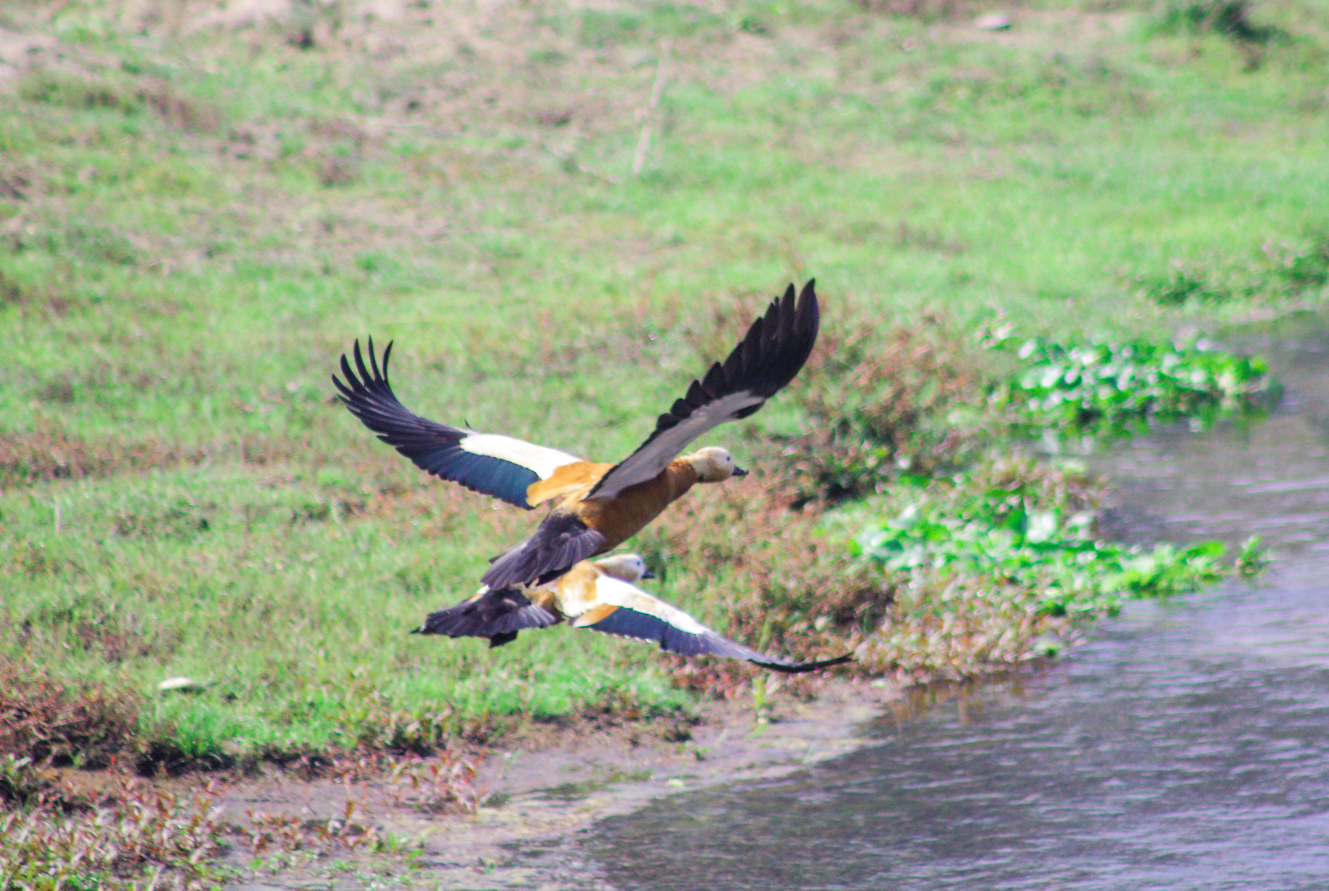 Image of Ruddy Shelduck