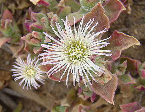 Image of common iceplant