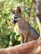 Image of Grey Foxes