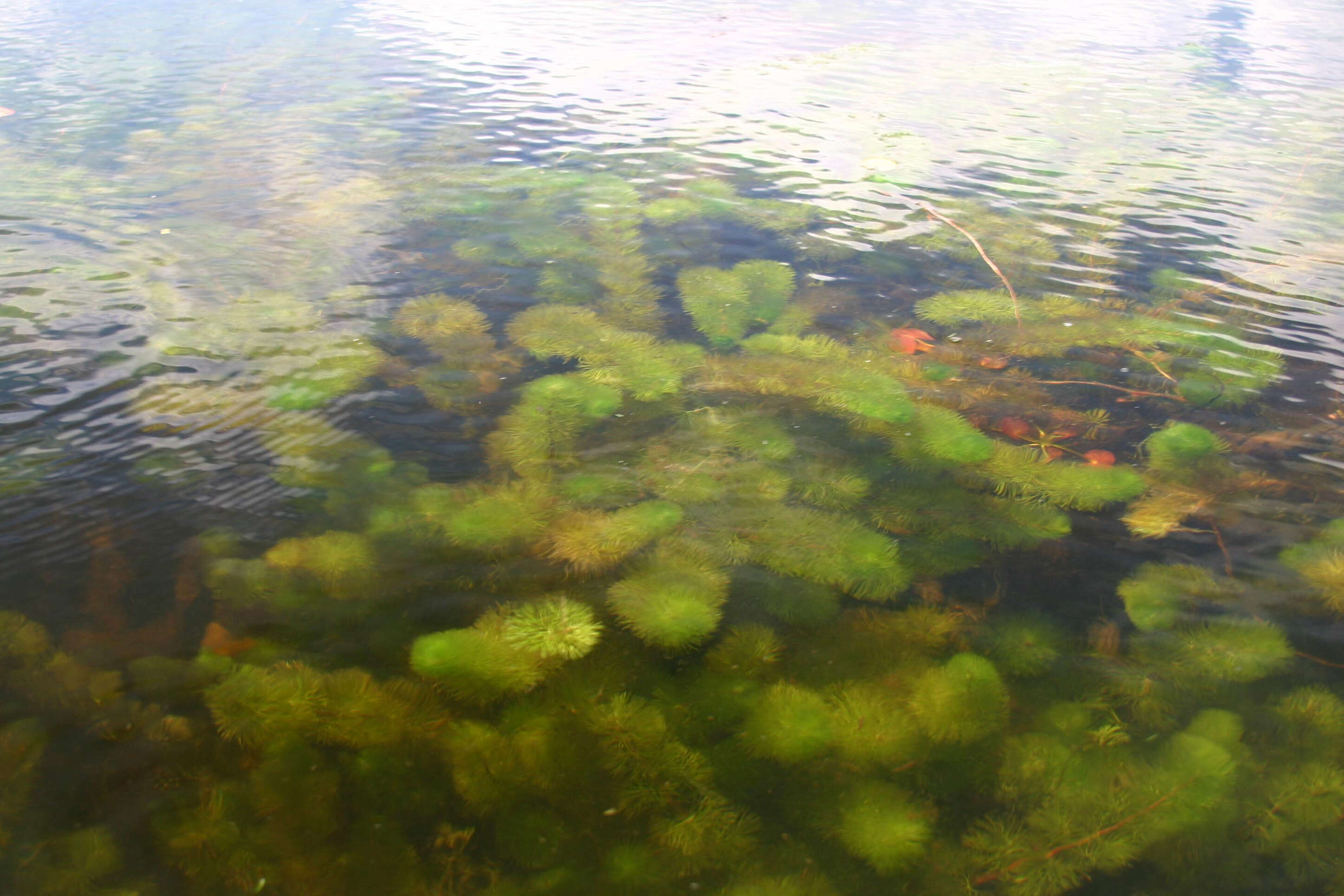 Image of twoleaf watermilfoil