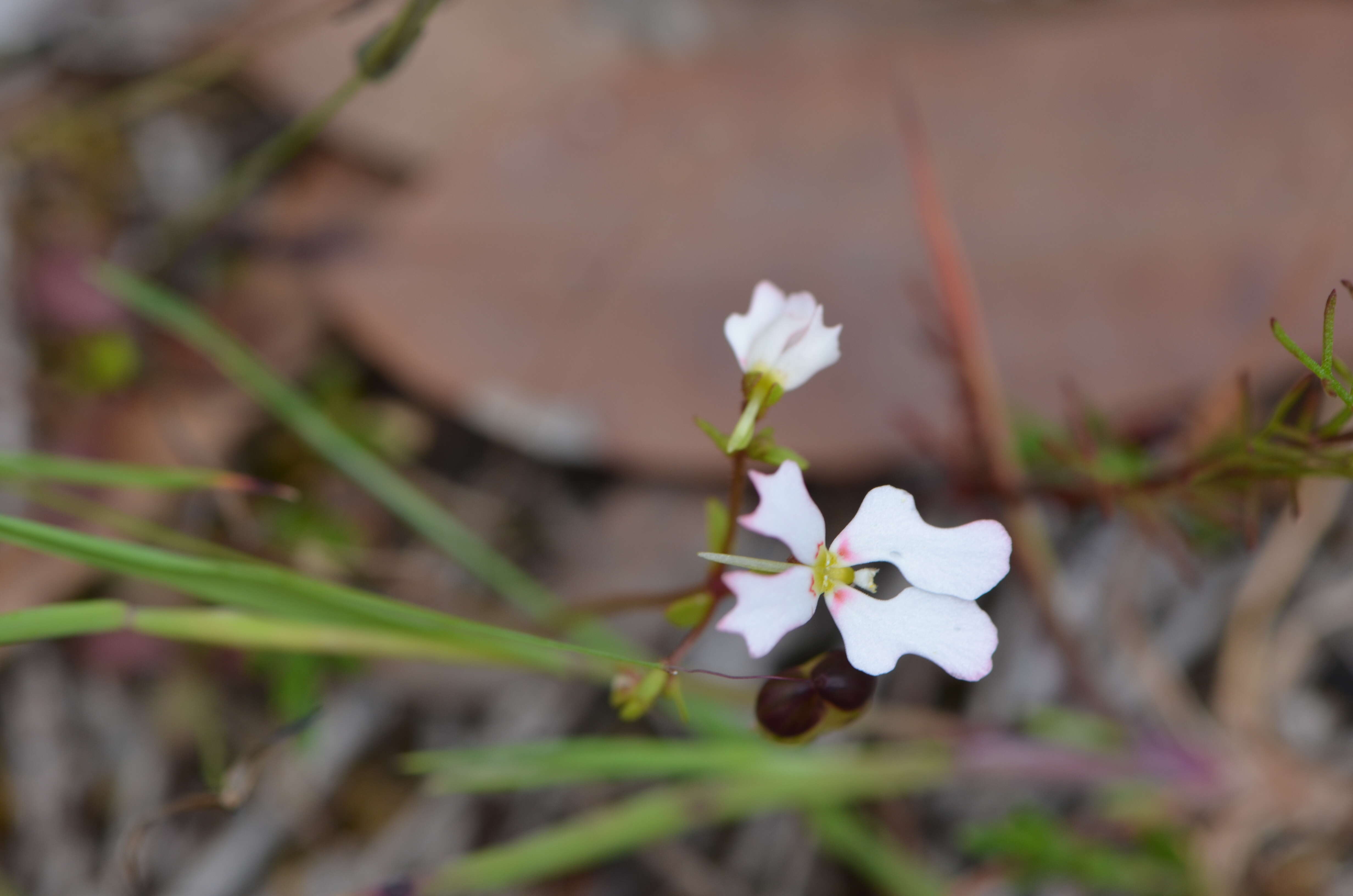 Image de Stylidium calcaratum R. Br.