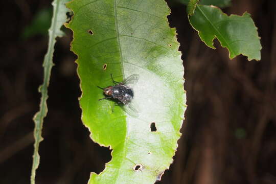 Imagem de Calliphora vicina Robineau-Desvoidy 1830