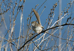 Image of Graceful Prinia