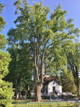 Image of American elm