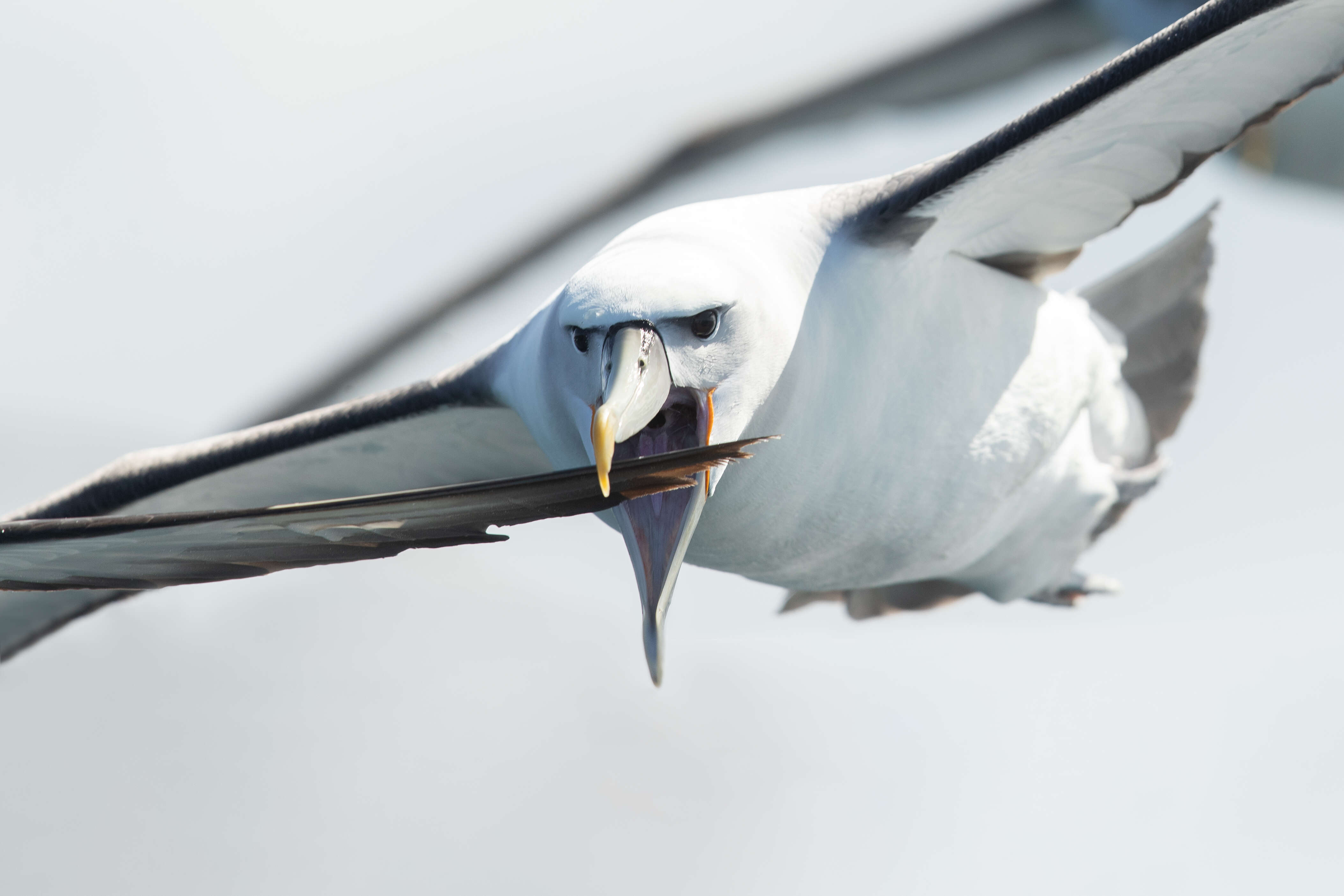 Image of Shy Albatross