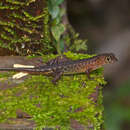 Image of Sphenomorphus haasi Inger & Hosmer 1965