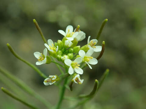 Image of Mouse-ear Cress