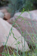 Image of Louisiana vetch