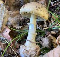 Image of Death cap