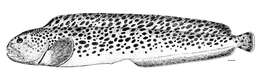 Image of spotted wolffish