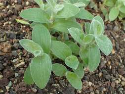 Image of Tradescantia sillamontana Matuda