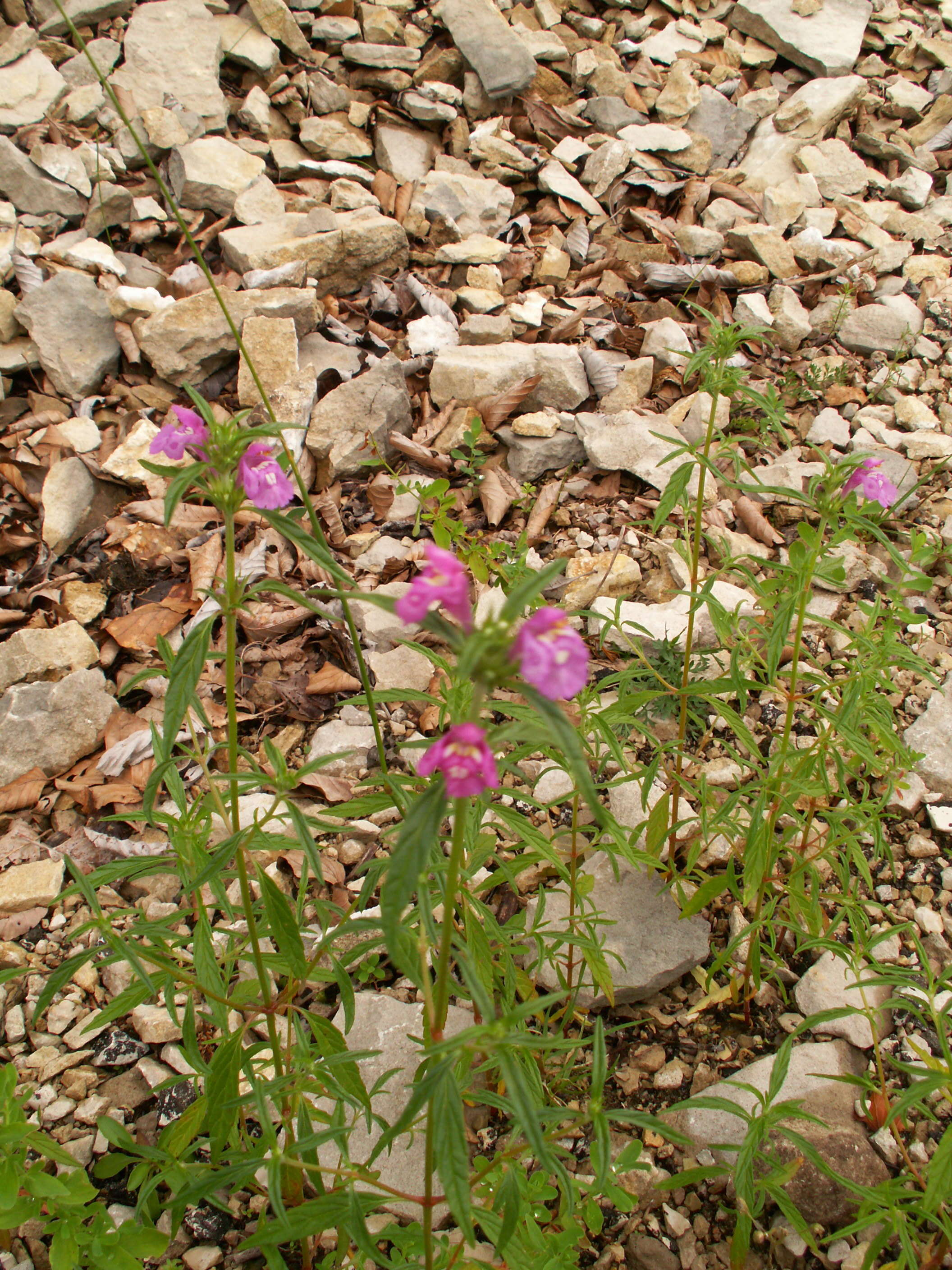 Imagem de Galeopsis ladanum L.