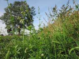 Image of White bedstraw