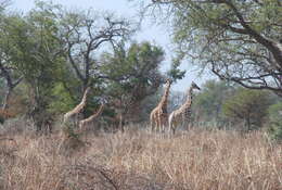 Image of Kordofan giraffe