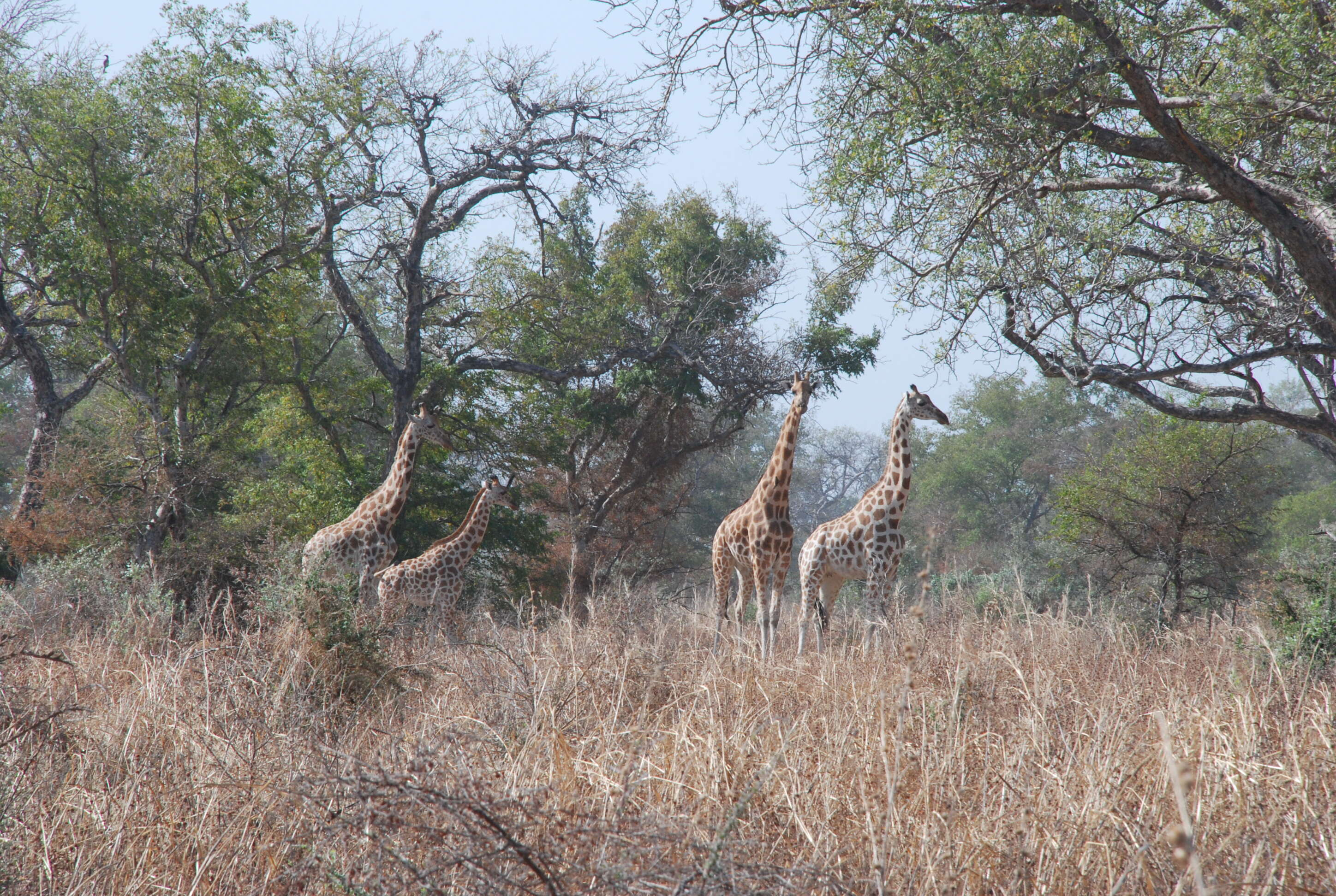 Image of Kordofan giraffe